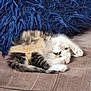 animal, blue_blanket, brown, cat, couch, cozy, cute, feline, fur, indoor, kitten, paws, pet, playful, resting, sleepy, small, stretching, tabby, whiskers
