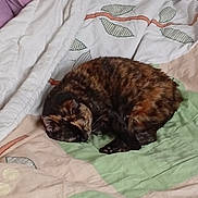 Sakura a rejoint le concours — aidez-le/la à gagner de superbes lots ! cat, sleeping, tortoiseshell, quilt, blanket, bed, cozy, indoor, pet, fur, resting, animal, cute, domestic_cat, pattern, comfort, relaxation, fur_pattern, home, nap