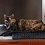 Sakura participe au concours pour gagner de l'argent avec cette photo : cat, tortoiseshell_cat, green_eyes, keyboard, monitor, desk, furniture, indoor, pet, animal, resting, lying_down, black_clothing, wooden_drawer, technology, computer_accessory, close_up, looking_at_camera, domestic_cat, home