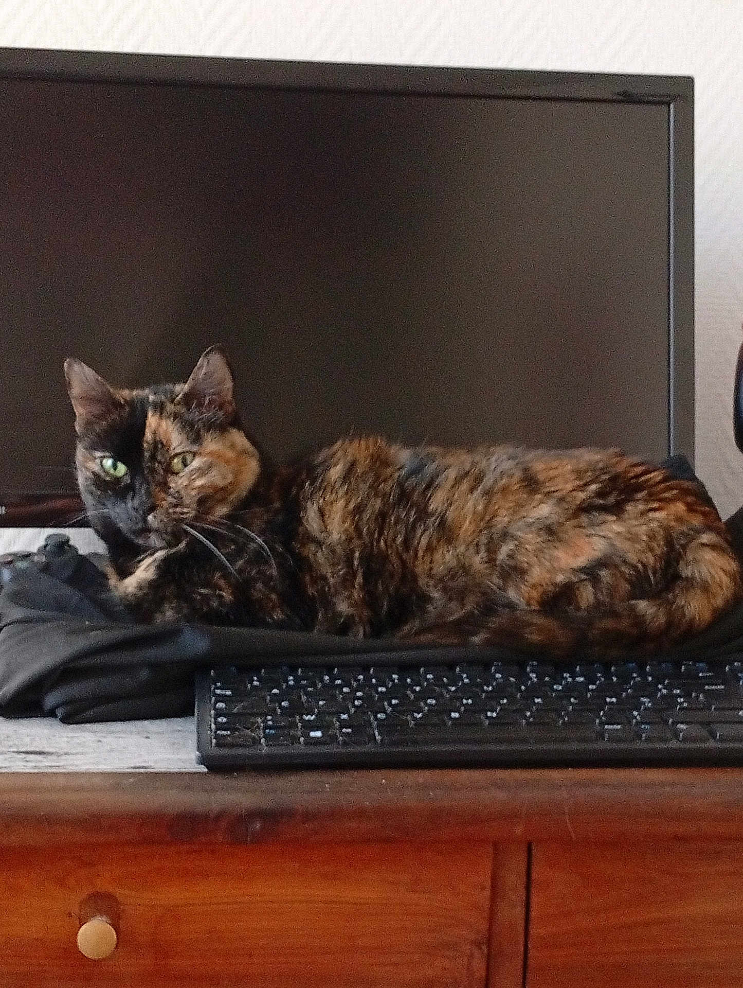 Sakura participe au concours pour gagner de l'argent avec cette photo : cat, tortoiseshell_cat, green_eyes, keyboard, monitor, desk, furniture, indoor, pet, animal, resting, lying_down, black_clothing, wooden_drawer, technology, computer_accessory, close_up, looking_at_camera, domestic_cat, home