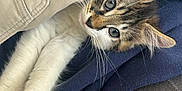 Alvin participe au concours pour gagner de l'argent avec cette photo : kitten, cat, fur, whiskers, eyes, paws, jacket, fabric, beige, navy, resting, indoor, cute, pet, animal, soft, cozy, curious, young, feline