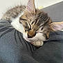Alvin a rejoint le concours — aidez-le/la à gagner de superbes lots ! kitten, cat, sleeping, fur, paw, closeup, tabby, whiskers, cute, pet, animal, relaxing, soft, cozy, indoors, nap, face, feline, adorable, resting
