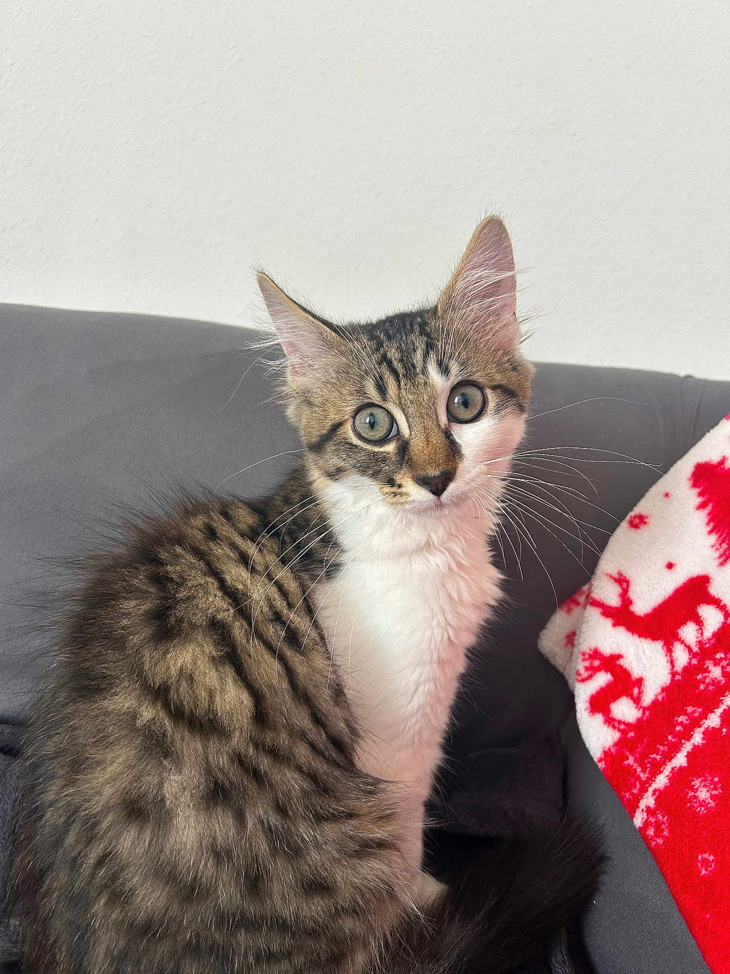 Alvin