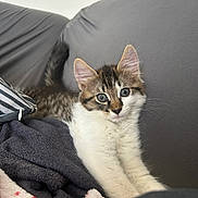 Alvin participe au concours pour gagner de l'argent avec cette photo : kitten, cat, pet, indoor, cozy, blanket, couch, fur, whiskers, ears, cute, stretching, relaxed, young, animal, domestic, feline, soft, home, resting