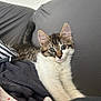 kitten, cat, pet, indoor, cozy, blanket, couch, fur, whiskers, ears, cute, stretching, relaxed, young, animal, domestic, feline, soft, home, resting