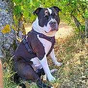 Tayko participe au concours pour gagner de l'argent avec cette photo : dog, outdoor, grass, tree, leaves, harness, nature, animal, pet, sitting, canine, black_and_white, shade, sunlight, fur, park, calm, mammal, summer, daytime