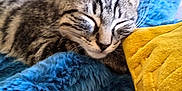 Arlo participe au concours pour gagner de l'argent avec cette photo : cat, kitten, sleeping, tabby, furry, blue_blanket, yellow_pillow, cozy, indoor, resting, closeup, pet, cute, whiskers, soft_texture, relaxing, domestic_animal, feline, comfort, nap
