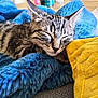cat, kitten, sleeping, tabby, furry, blue_blanket, yellow_pillow, cozy, indoor, resting, closeup, pet, cute, whiskers, soft_texture, relaxing, domestic_animal, feline, comfort, nap