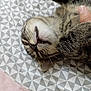 cat, tabby, pet, animal, sleeping, bedspread, pattern, hand, fur, whiskers, cute, relaxed, indoor, closeup, tooth, paw, resting, domestic, mammal, feline