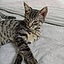 cat, kitten, tabby, animal, pet, feline, fur, whiskers, ears, paws, bed, blanket, indoor, resting, cute, sleepy, striped, domestic, young, relaxed