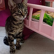 Arlo participe au concours pour gagner de l'argent avec cette photo : kitten, cat, tabby, indoor, floor, toy, bed, pink, furniture, curious, alert, young, pet, animal, playroom, wooden_floor, striped, small, cute, domestic