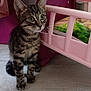 kitten, cat, tabby, indoor, floor, toy, bed, pink, furniture, curious, alert, young, pet, animal, playroom, wooden_floor, striped, small, cute, domestic