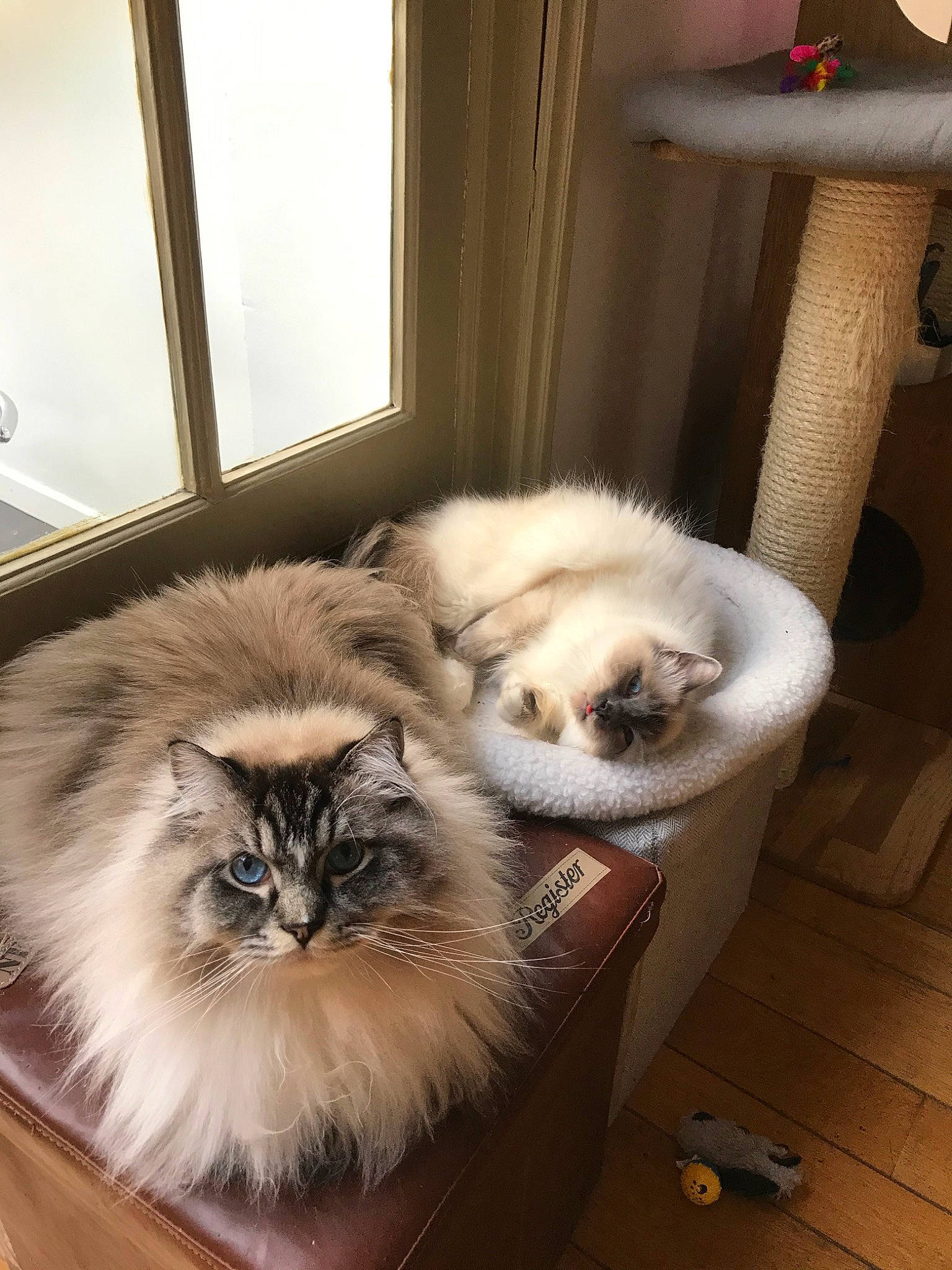 Nikki a rejoint le concours — aidez-le/la à gagner de superbes lots ! asian_semi_longhair, balinese, birman, british_longhair, canidae, carnivore, cat, companion_dog, domestic_long_haired_cat, fawn, felidae, fur, himalayan, kitten, mammal, persian, ragdoll, small_to_medium_sized_cats, thai, whiskers