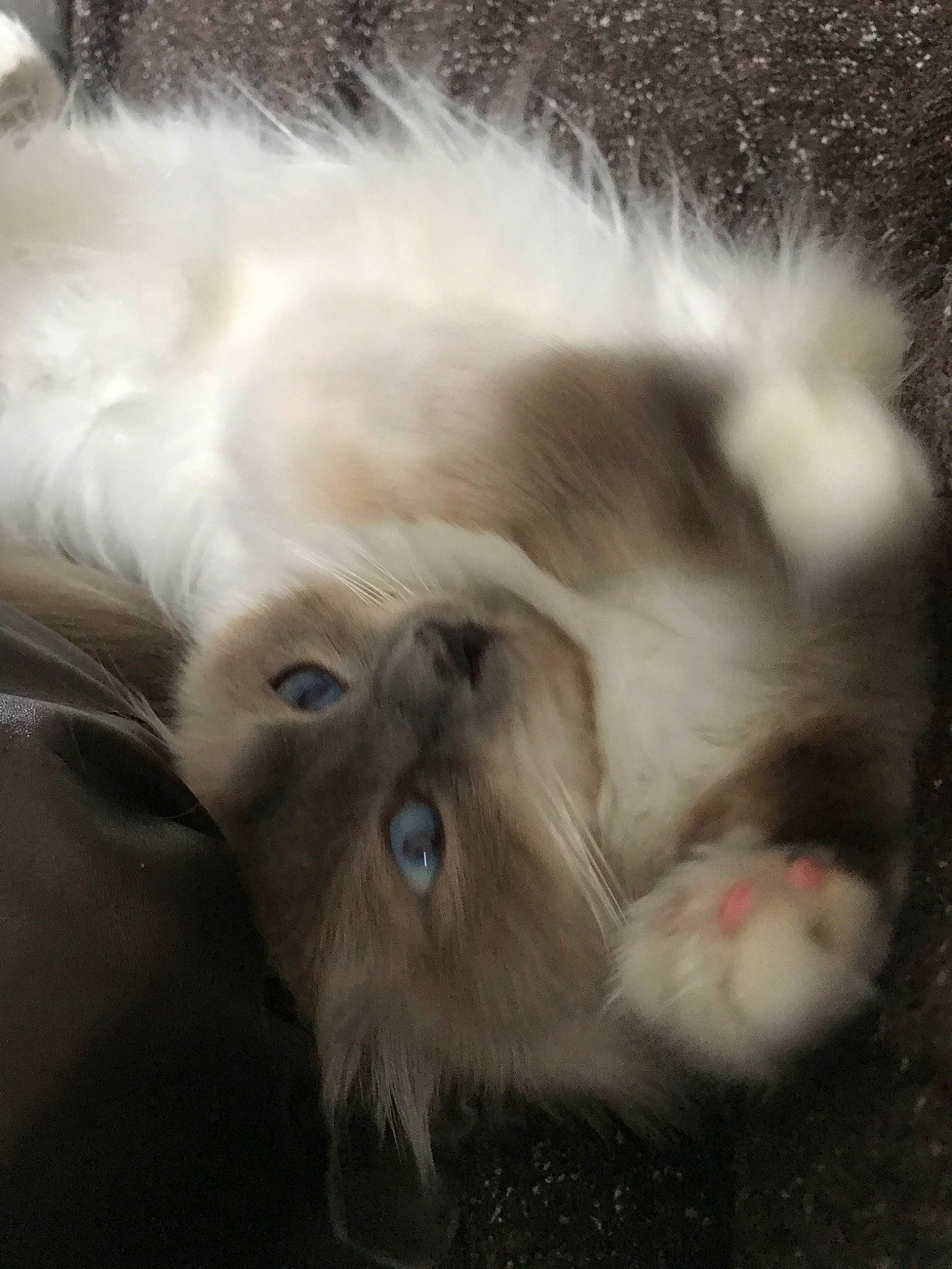 Pixelle a rejoint le concours — aidez-le/la à gagner de superbes lots ! canidae, carnivore, cat, chinese_imperial_dog, companion_dog, dog_breed, ear, eye, fawn, felidae, fur, himalayan, kitten, liver, mammal, persian, ragdoll, small_to_medium_sized_cats, snout, whiskers