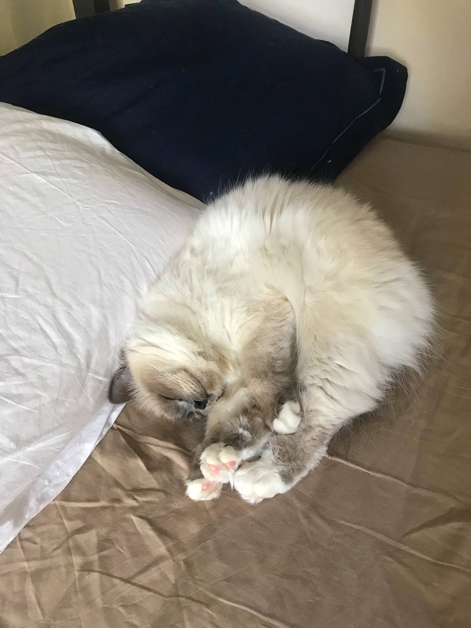 Pixelle participe au concours pour gagner de l'argent avec cette photo : birman, carnivore, cat, comfort, companion_dog, dog_breed, domestic_long_haired_cat, fawn, felidae, fur, kitten, nap, persian, ragdoll, sleep, small_to_medium_sized_cats, tail, whiskers