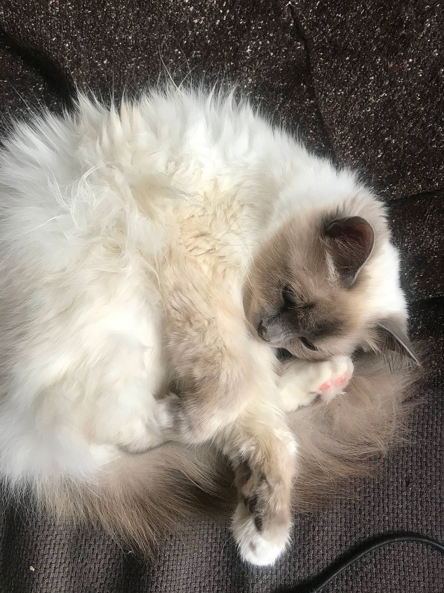 Pixelle participe au concours pour gagner de l'argent avec cette photo : asian_semi_longhair, birman, british_longhair, british_semi_longhair, carnivore, cat, domestic_long_haired_cat, ear, eye, felidae, fur, himalayan, kitten, mammal, paw, polydactyl_cat, ragdoll, small_to_medium_sized_cats, tail, whiskers