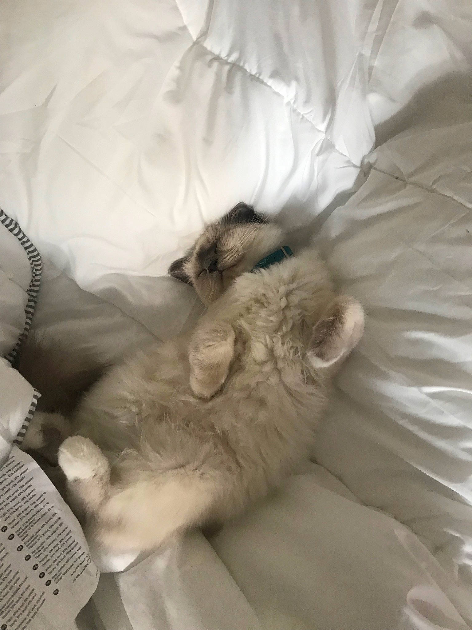 Pixelle a rejoint le concours — aidez-le/la à gagner de superbes lots ! bed_sheet, cat, felidae, fur, kitten, linens, ragdoll, room, sleep, small_to_medium_sized_cats, textile, whiskers