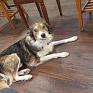 Nova joined the competition — help win amazing prizes! animal, black, brown, chair, collar, cute, dog, domestic_animal, flooring, fur, furniture, indoor, looking, pet, playful, resting, stool, tongue_out, white, wooden_floor