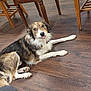 animal, black, brown, chair, collar, cute, dog, domestic_animal, flooring, fur, furniture, indoor, looking, pet, playful, resting, stool, tongue_out, white, wooden_floor