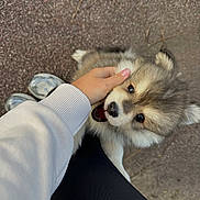 Asko participe au concours pour gagner de l'argent avec cette photo : puppy, dog, hand, person, outdoor, pavement, fur, cute, playful, pet, animal, legs, footwear, texture, young, brown, white, black, friendly, companion