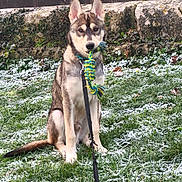 Sora participe au concours pour gagner de l'argent avec cette photo : dog, husky, puppy, rope_toy, grass, snow, frost, outdoor, pet, animal, sitting, playful, leash, stone_wall, greenery, ears, fur, eyes, cute, winter
