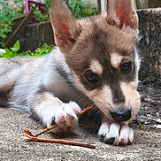 Sora participe au concours pour gagner de l'argent avec cette photo : puppy, dog, close_up, chewing, stick, outdoor, nature, greenery, ears, paw, curious, young, animal, pet, fur, snout, ground, playful, cute, canine