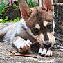 puppy, dog, close_up, chewing, stick, outdoor, nature, greenery, ears, paw, curious, young, animal, pet, fur, snout, ground, playful, cute, canine