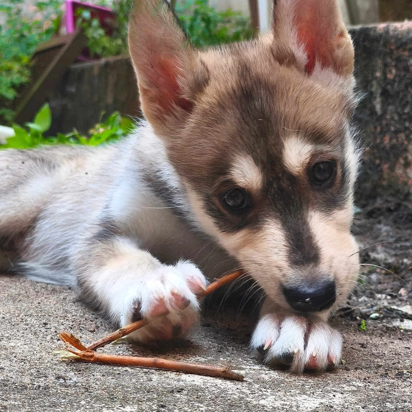 Sora participe au concours pour gagner de l'argent avec cette photo : animal, canine, chewing, close_up, curious, cute, dog, ears, fur, greenery, ground, nature, outdoor, paw, pet, playful, puppy, snout, stick, young