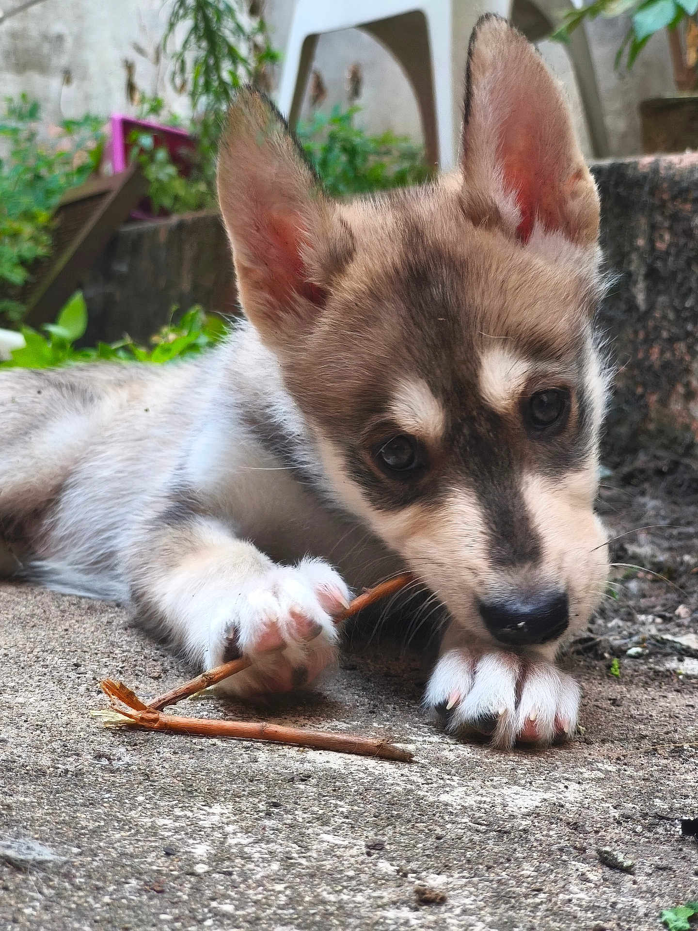 Sora participe au concours pour gagner de l'argent avec cette photo : puppy, dog, close_up, chewing, stick, outdoor, nature, greenery, ears, paw, curious, young, animal, pet, fur, snout, ground, playful, cute, canine