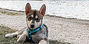 Sora participe au concours pour gagner de l'argent avec cette photo : animal, bridge, calm, canine, closeup, curious, daylight, dog, ears, grass, harness, lying_down, nature, outdoor, pet, portrait, puppy, river, water, young