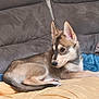 dog, puppy, couch, blanket, indoor, pet, fur, ears, lying_down, relaxed, young, canine, domestic_animal, comfort, cozy, side_view, brown, white, black, curious
