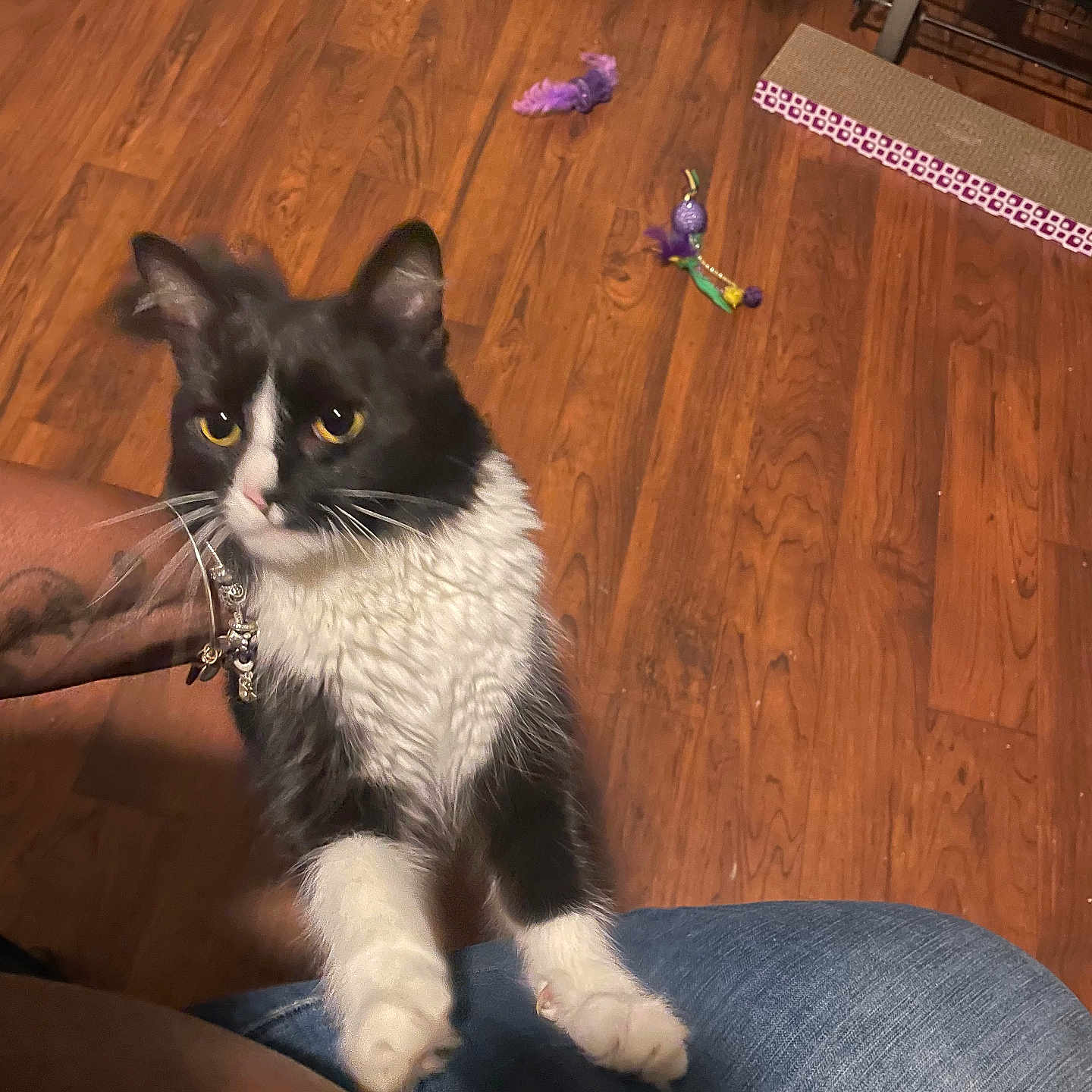 Radio joined the competition — help win amazing prizes! black_and_white, bracelet, cat, closeup, curious, flooring, furniture, indoor, jeans, paw, person, pet, pet_bed, playing, purple_toy, tattoo, toy, whiskers, wooden_floor, yellow_eyes
