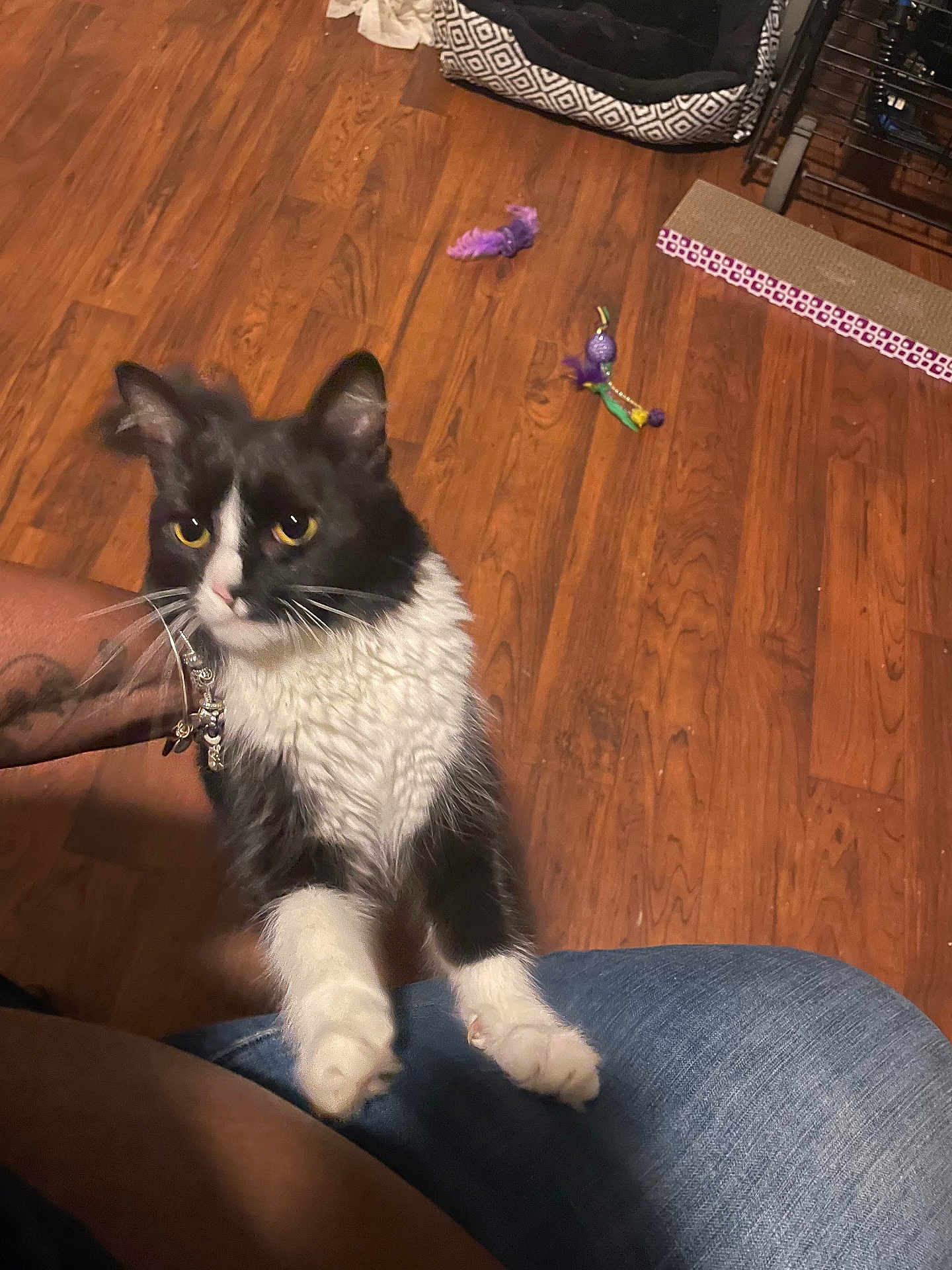 Radio joined the competition — help win amazing prizes! cat, black_and_white, pet, indoor, wooden_floor, toy, purple_toy, pet_bed, person, jeans, paw, whiskers, curious, yellow_eyes, tattoo, bracelet, furniture, flooring, playing, closeup