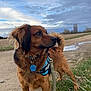 dog, brown_dog, harness, leash, outdoor, dirt_path, grass, cloudy_sky, field, animal, pet, canine, nature, walking, alert, fur, collar, tag, daytime, landscape
