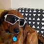 dog, brown_dog, sunglasses, pet_tag, indoor, blanket, patterned_blanket, relaxed, canine, accessory, collar, paw_print, furniture, home, cute, animal, portrait, sitting, cool, companion