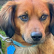 Lido participe au concours pour gagner de l'argent avec cette photo : animal, brown_dog, canine, close_up, collar, cute, dog, domestic_animal, ears, eyes, friendly, fur, garden, leash, nose, outdoor, paw_tag, pet, portrait, snout