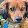 animal, brown_dog, canine, close_up, collar, cute, dog, domestic_animal, ears, eyes, friendly, fur, garden, leash, nose, outdoor, paw_tag, pet, portrait, snout