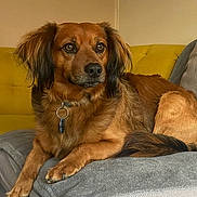 Lido participe au concours pour gagner de l'argent avec cette photo : dog, pet, brown_fur, long_ears, collar, indoor, couch, blanket, relaxed, closeup, animal, domestic_animal, furry, companion, portrait, resting, furniture, cozy, side_view, calm