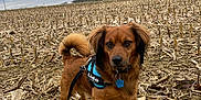 Lido participe au concours pour gagner de l'argent avec cette photo : dog, brown_dog, harness, leash, cornfield, dry_corn_stalks, outdoor, overcast_sky, cloudy, field, nature, pet, canine, animal, fur, ears, tail, walking, alert, ground