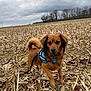 dog, brown_dog, harness, leash, cornfield, dry_corn_stalks, outdoor, overcast_sky, cloudy, field, nature, pet, canine, animal, fur, ears, tail, walking, alert, ground