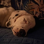 Aya participe au concours pour gagner de l'argent avec cette photo : dog, dalmatian, sleeping, closeup, face, spots, blanket, cozy, indoor, relaxation, rest, pet, animal, fur, snout, napping, peaceful, soft_light, patterned_background, comfort