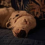 dog, dalmatian, sleeping, closeup, face, spots, blanket, cozy, indoor, relaxation, rest, pet, animal, fur, snout, napping, peaceful, soft_light, patterned_background, comfort