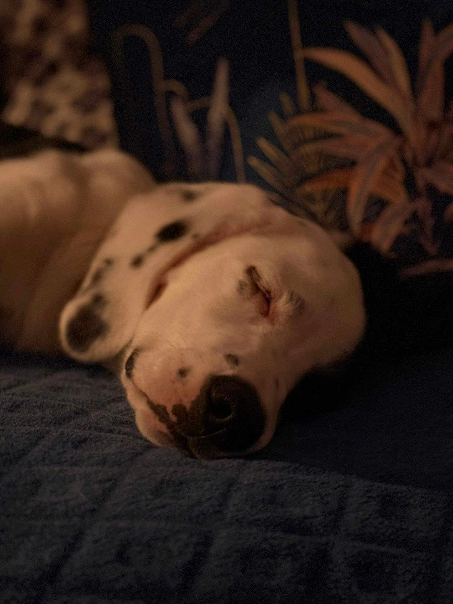 Aya participe au concours pour gagner de l'argent avec cette photo : dog, dalmatian, sleeping, closeup, face, spots, blanket, cozy, indoor, relaxation, rest, pet, animal, fur, snout, napping, peaceful, soft_light, patterned_background, comfort