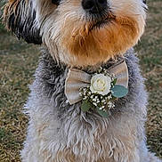 Azur a rejoint le concours — aidez-le/la à gagner de superbes lots ! dog, fluffy, hat, bow_tie, flower, grass, outdoor, pet, cute, portrait, animal, sitting, curious, adorable, fashion, accessory, nature, domestic_animal, small_dog, head_tilt