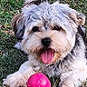 Azur a rejoint le concours — aidez-le/la à gagner de superbes lots ! dog, grass, toy, pink_ball, tongue_out, happy, pet, cute, outdoor, playful, fur, small_dog, animal, garden, stone_edge, greenery, laying_down, front_view, daylight, canine