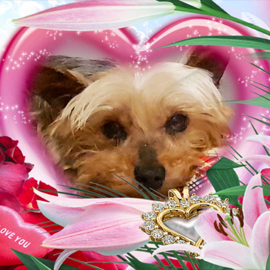 Filou