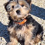 Azur a rejoint le concours — aidez-le/la à gagner de superbes lots ! puppy, dog, collar, orange, fur, cute, pet, animal, outdoor, gravel, sunlight, shadow, sitting, small, adorable, fluffy, young, portrait, nature, curious