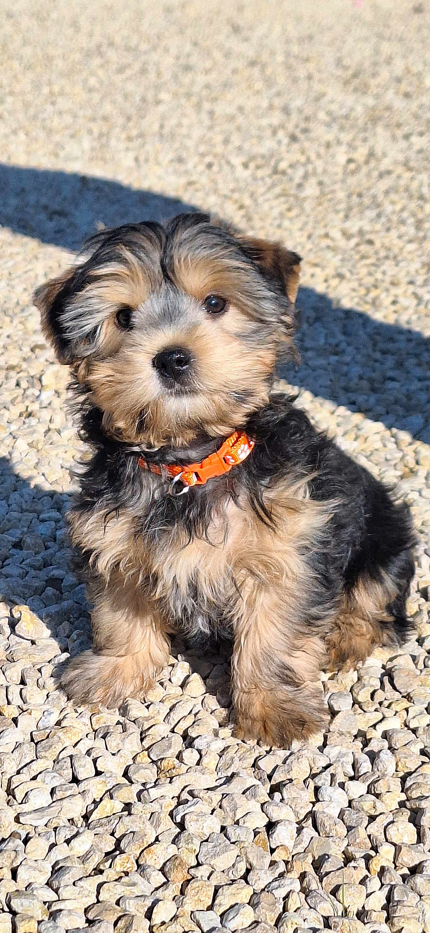 Azur a rejoint le concours — aidez-le/la à gagner de superbes lots ! puppy, dog, collar, orange, fur, cute, pet, animal, outdoor, gravel, sunlight, shadow, sitting, small, adorable, fluffy, young, portrait, nature, curious