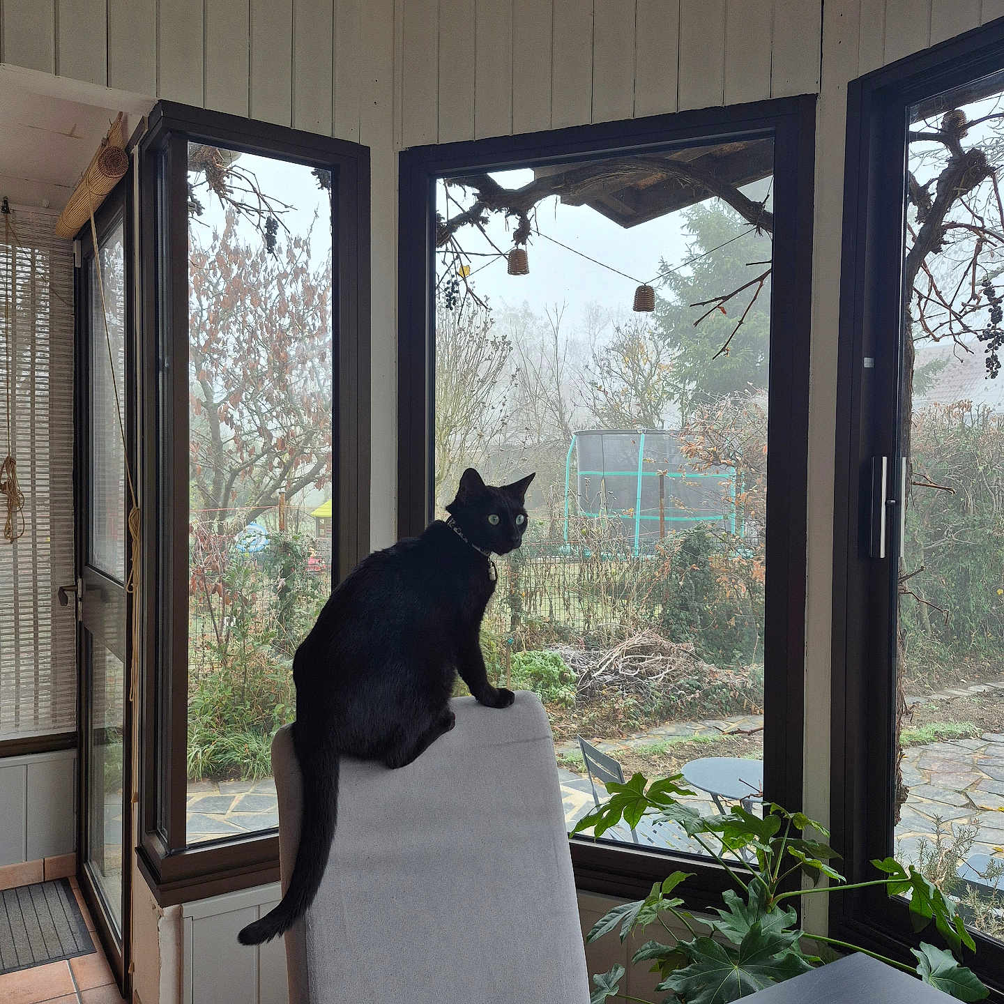 Soleil participe au concours pour gagner de l'argent avec cette photo : animal, black_cat, cat, chair, collar, daylight, fog, furniture, garden, home, indoor, looking, nature, pet, plant, table, tile_floor, trampoline, tree, window