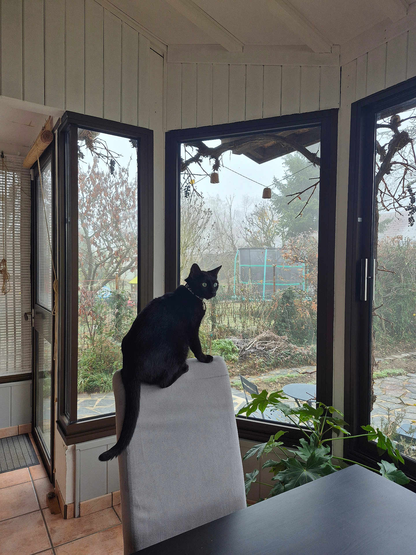 Soleil participe au concours pour gagner de l'argent avec cette photo : black_cat, cat, chair, indoor, window, plant, table, tile_floor, garden, trampoline, tree, fog, furniture, pet, animal, home, nature, daylight, looking, collar
